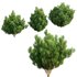 Platycladus orientalis – Biota orientalis – Thuja orientalis 02 - Thumbnail 2