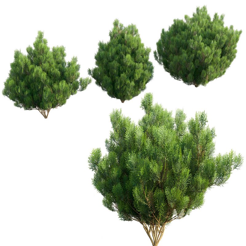 Platycladus orientalis – Biota orientalis – Thuja orientalis 02 - Image 2