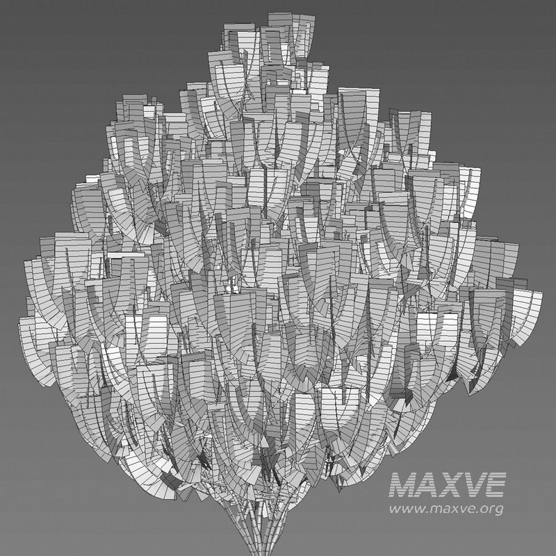 Platycladus orientalis – Biota orientalis – Thuja orientalis 02 - Image 4