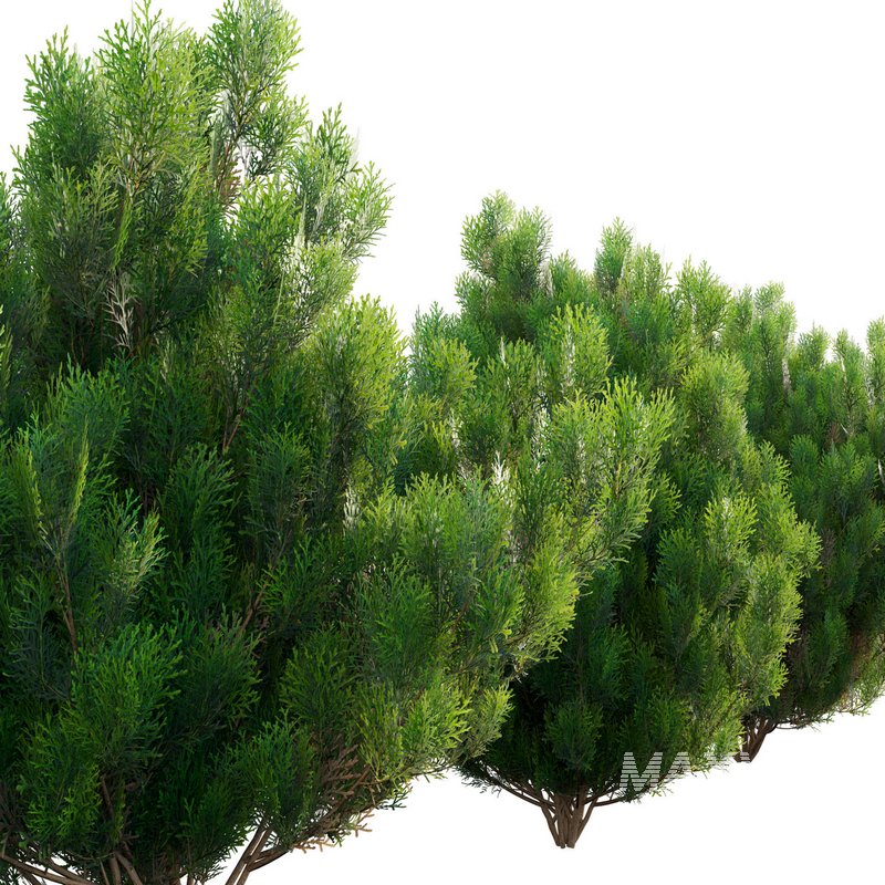 Platycladus orientalis – Biota orientalis – Thuja orientalis 02 - Image 3