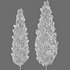 Platycladus orientalis – Biota orientalis – Thuja orientalis - Thumbnail 4