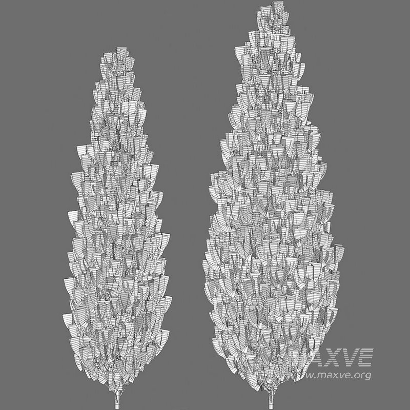 Platycladus orientalis – Biota orientalis – Thuja orientalis - Image 4