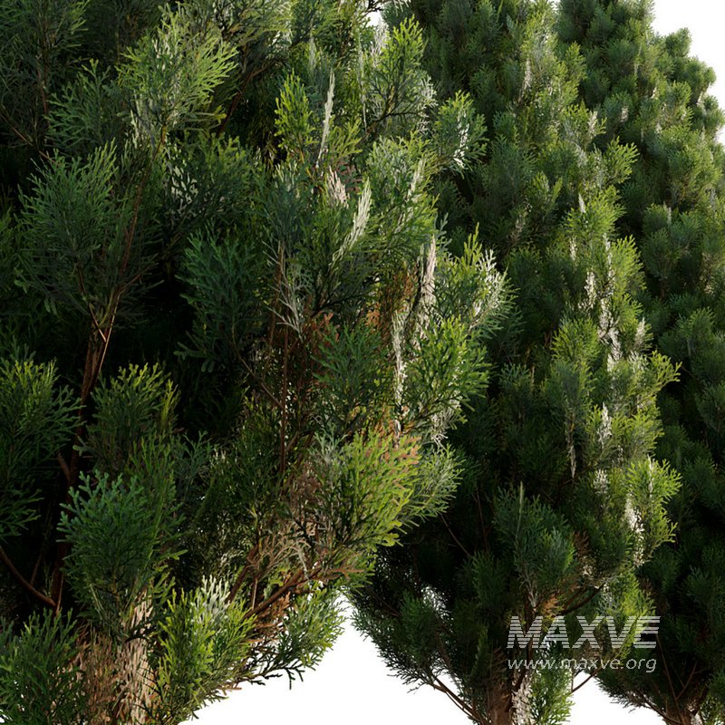 Platycladus orientalis – Biota orientalis – Thuja orientalis - Image 3