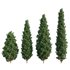 Platycladus orientalis – Biota orientalis – Thuja orientalis - Thumbnail 1