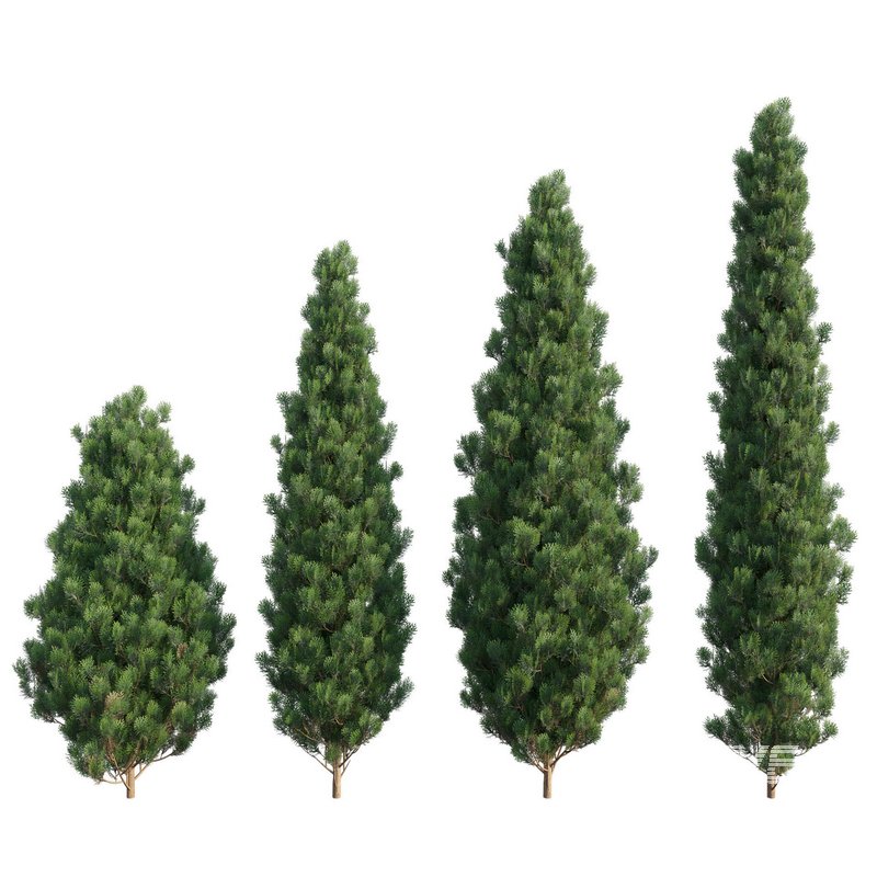 Platycladus orientalis – Biota orientalis – Thuja orientalis - Image 1
