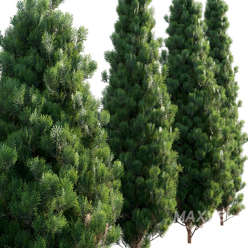 Platycladus orientalis – Biota orientalis – Thuja orientalis - Image 2