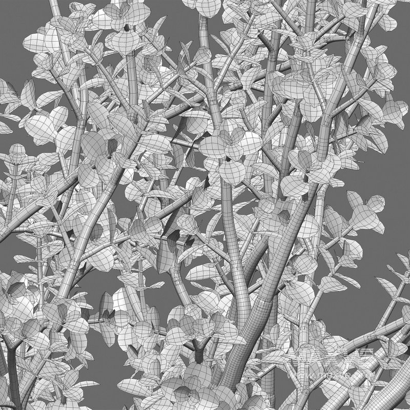 Portulacaria afra – Elephant bush - Image 3