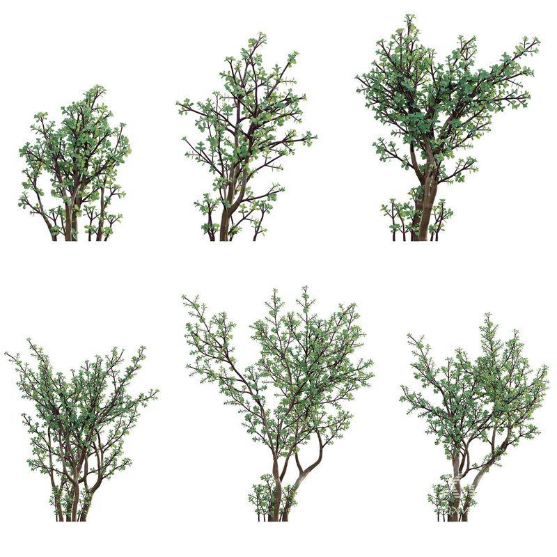 Portulacaria afra – Elephant bush - Image 1