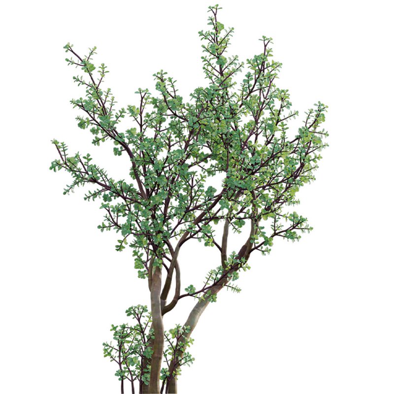 Portulacaria afra – Elephant bush - Image 2