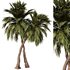 Palm Tree Set23 - Thumbnail 3