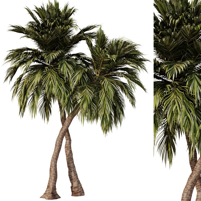 Palm Tree Set23 - Image 3