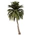 Palm Tree Set23 - Thumbnail 2