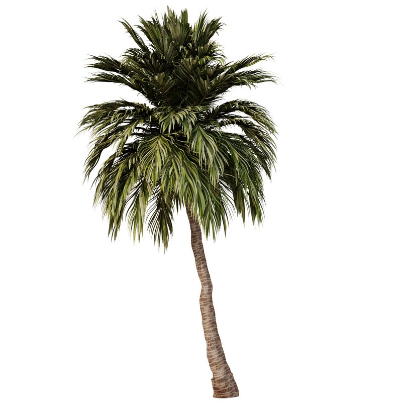 Palm Tree Set23 - Image 2