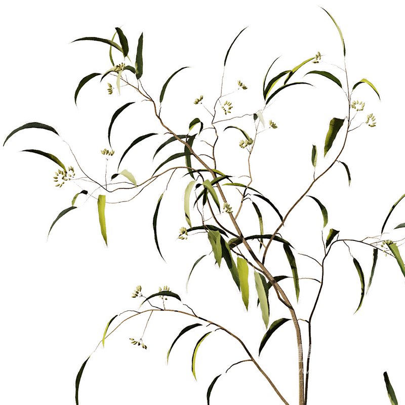 Eucalyptus Branches Bouquet - Image 3