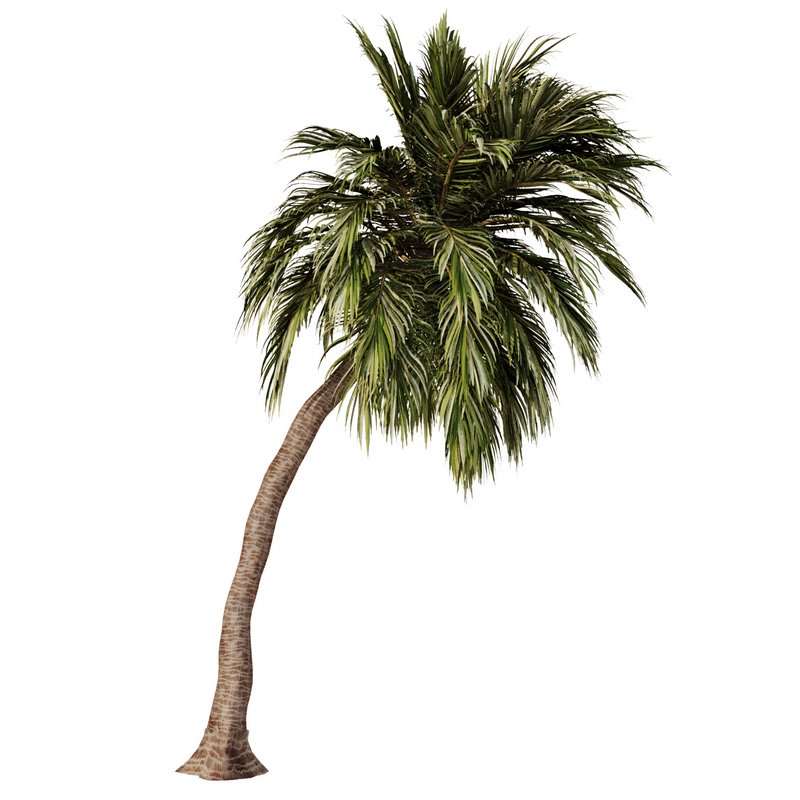 Palm Tree Set23 - Image 1