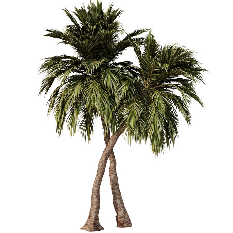 Palm Tree Set23 - Image 4