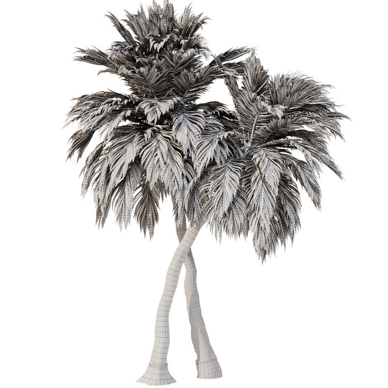 Palm Tree Set23 - Image 5