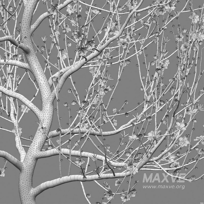 Prunus persica – Peach – Nectarine Trees – 02 - Image 4