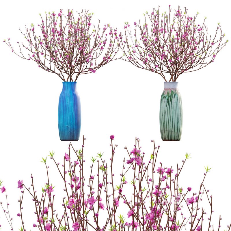 Prunus persica – Peach – Nectarine Trees – 06 - Image 1