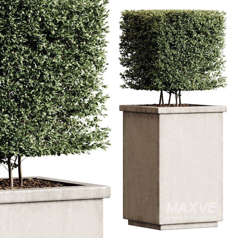 Outdoor Plant 27 - Image 2