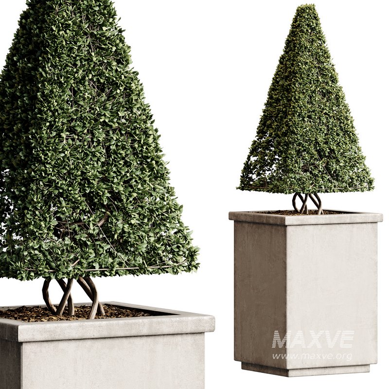 Outdoor Plant 27 - Image 3