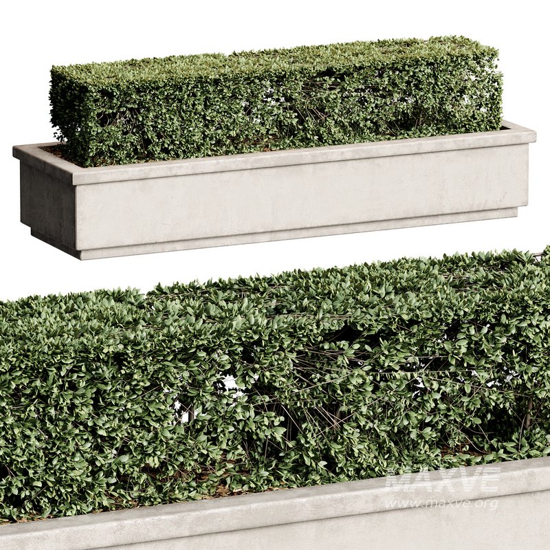 Outdoor Plant 27 - Image 5