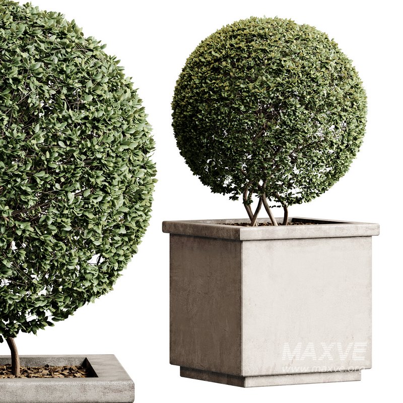 Outdoor Plant 27 - Image 6