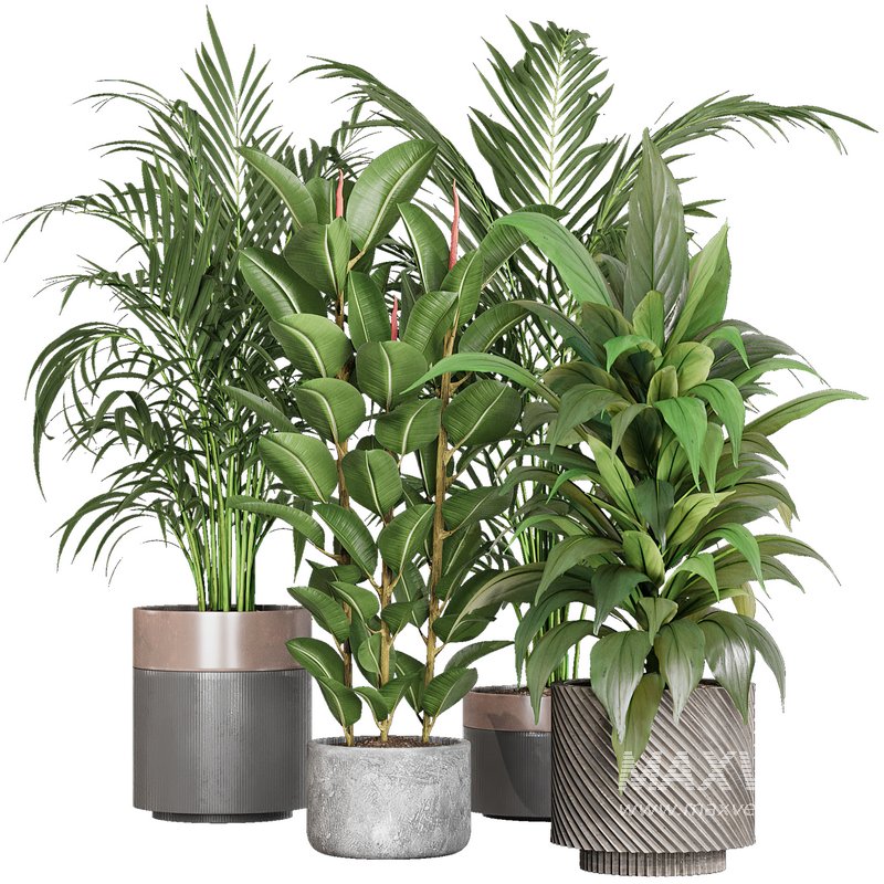 Indoor plant _set02 - Image 1