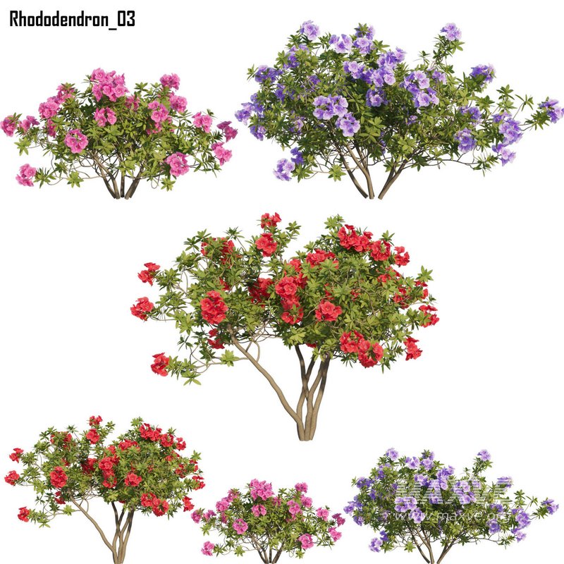 Rhododendron 03 - Image 1
