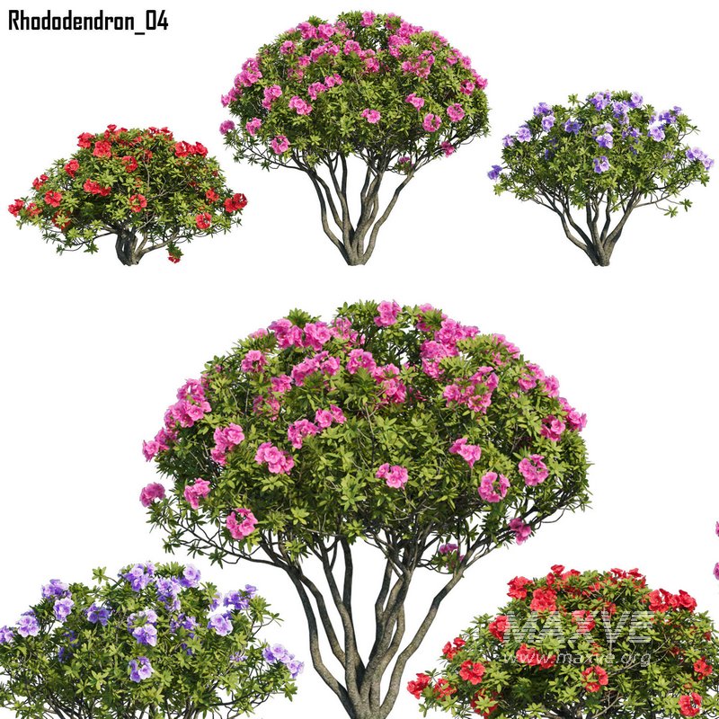 Rhododendron 04 - Image 1