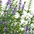 Rosmarinus officinalis – Rosemary - Thumbnail 3