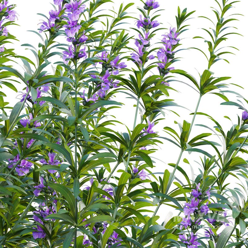 Rosmarinus officinalis – Rosemary - Image 3