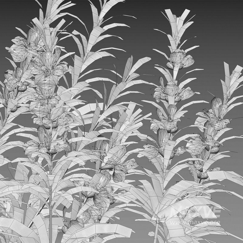 Rosmarinus officinalis – Rosemary - Image 5