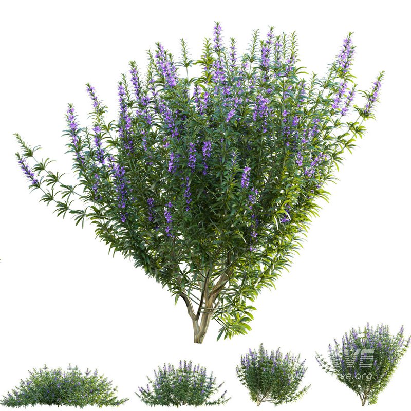 Rosmarinus officinalis – Rosemary - Image 2