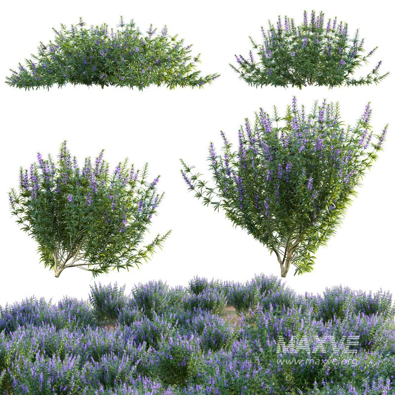 Rosmarinus officinalis – Rosemary - Image 1
