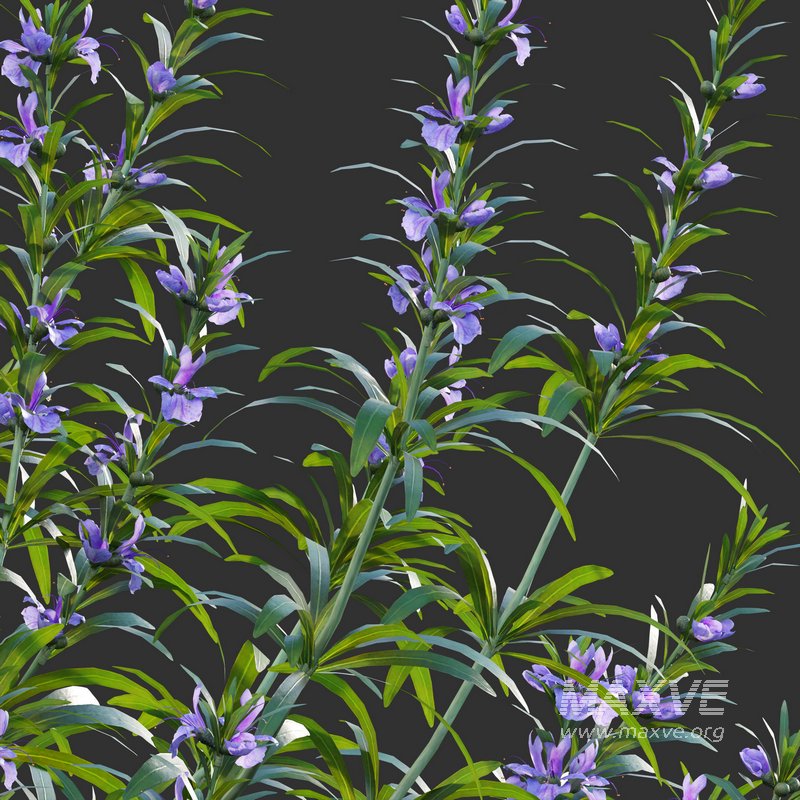 Rosmarinus – Rosemary – Romarin 02 - Image 2