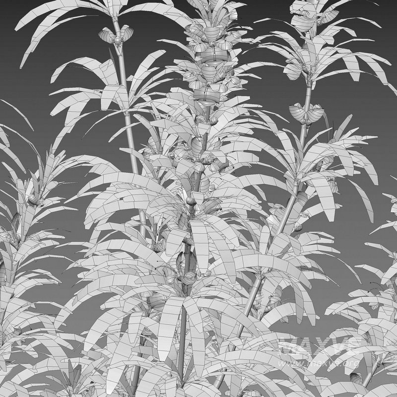 Rosmarinus – Rosemary – Romarin 02 - Image 5