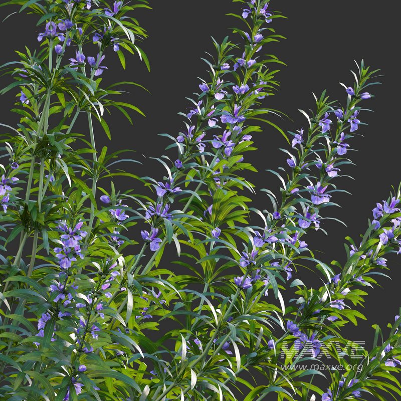 Rosmarinus – Rosemary – Romarin 02 - Image 3