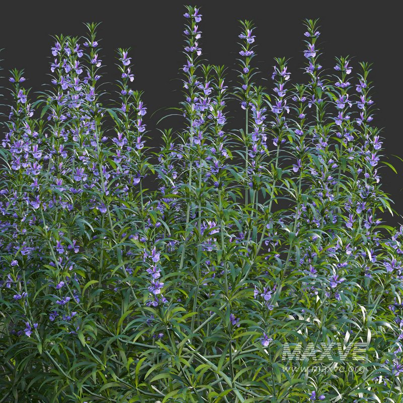 Rosmarinus – Rosemary – Romarin 02 - Image 4