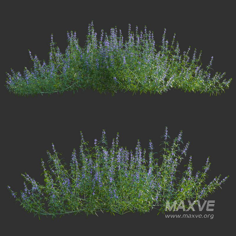 Rosmarinus – Rosemary – Romarin 02 - Image 1