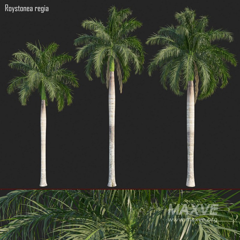 Roystonea regia 02 - Image 1