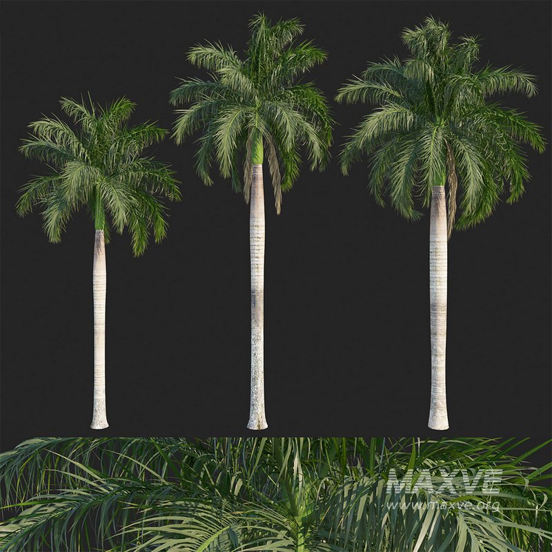 Roystonea regia_01_wind - Image 1