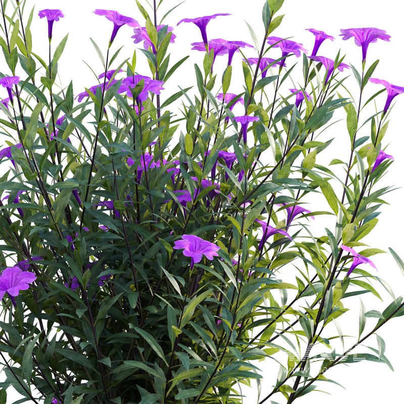 Ruellia brittoniana – Mexican Petunia - Image 3
