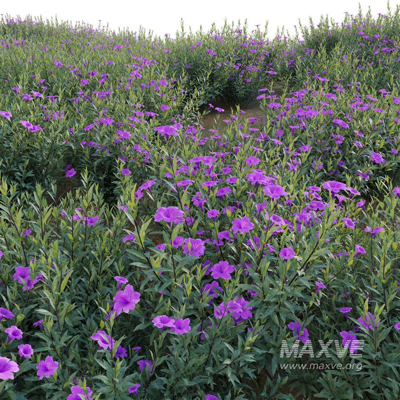 Ruellia brittoniana – Mexican Petunia - Image 2