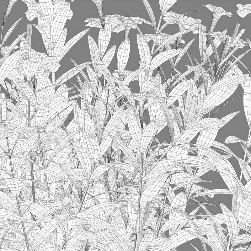 Ruellia brittoniana – Mexican Petunia - Image 5