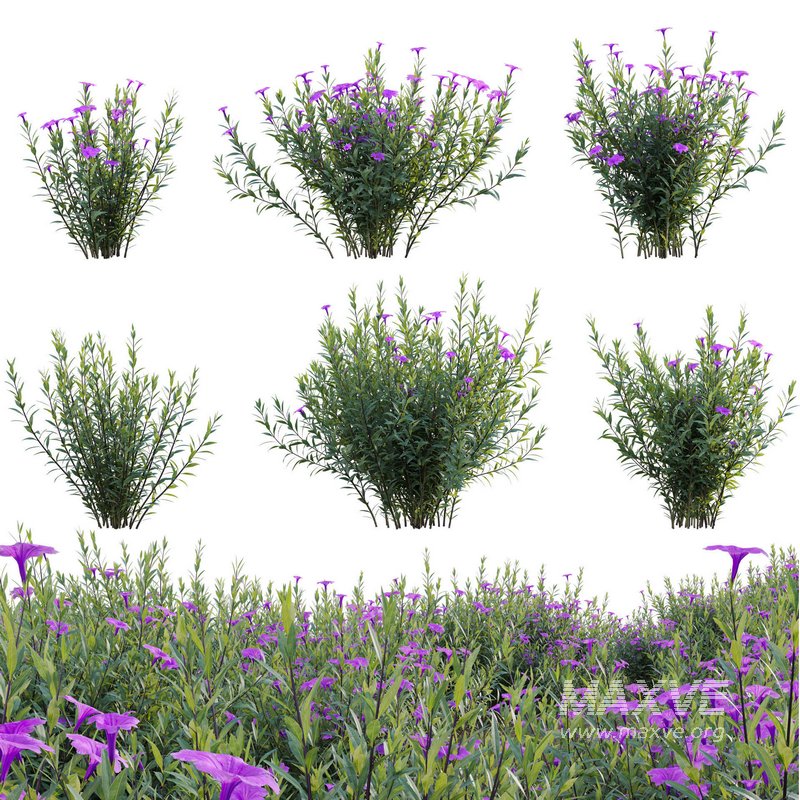 Ruellia brittoniana – Mexican Petunia - Image 1