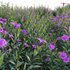 Ruellia brittoniana – Mexican Petunia - Thumbnail 4