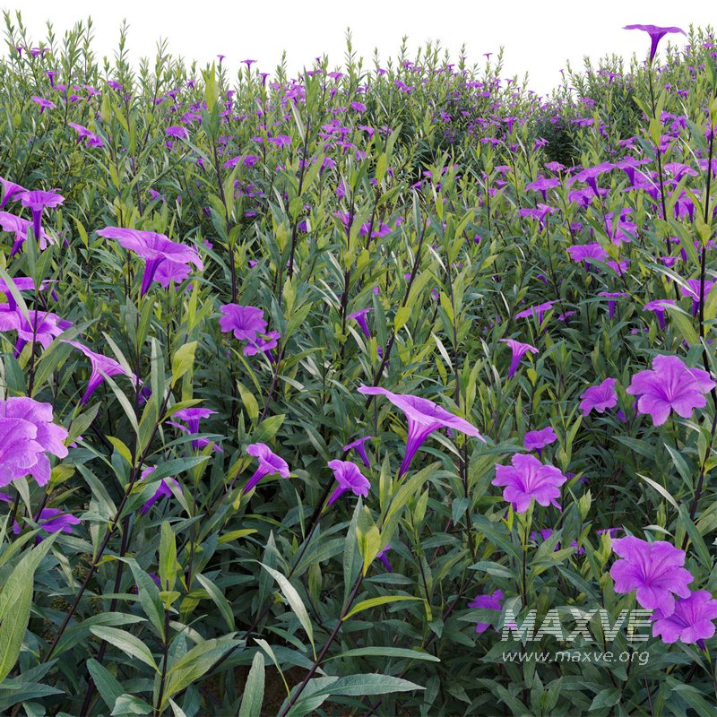 Ruellia brittoniana – Mexican Petunia - Image 4