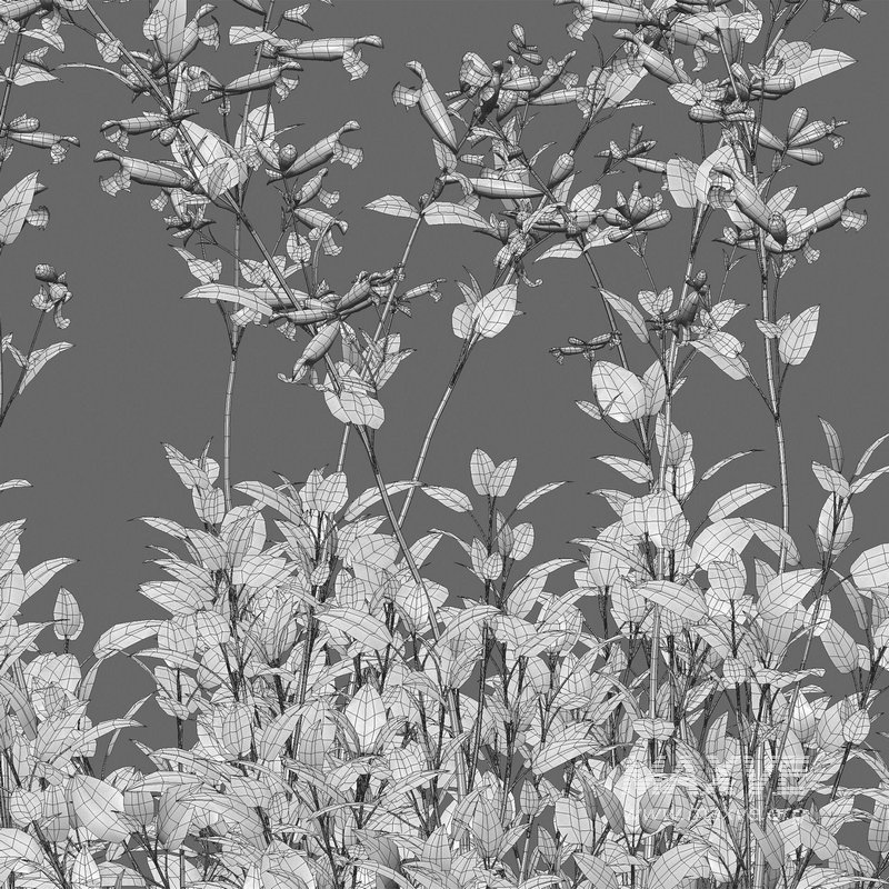 Salvia darcyi – Galeana Red Sage - Image 4