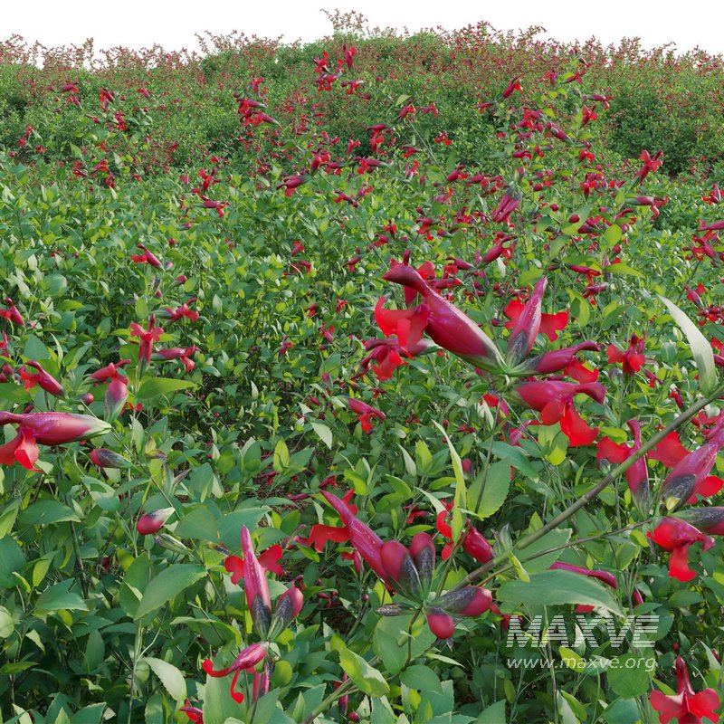 Salvia darcyi – Galeana Red Sage - Image 2